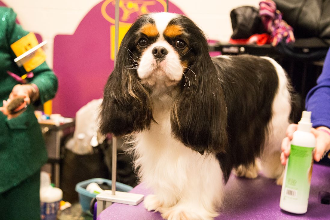 This dog convinced Weezer to cover "Toto." (Jenn Hsu/Gothamist)